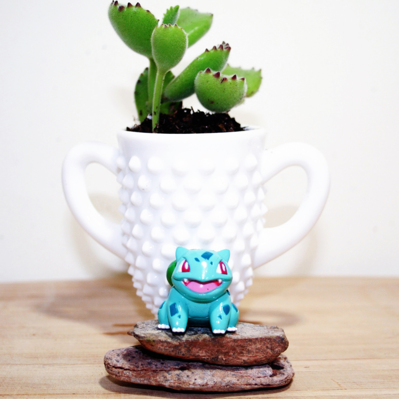 Illustration for article titled Project Bulbasaur Botany: Succulents